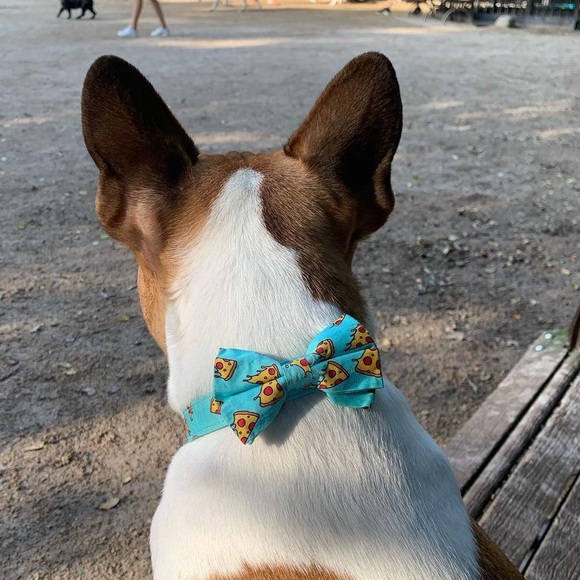 Adorable dog collar and bow tie! - Picture 7 of 9